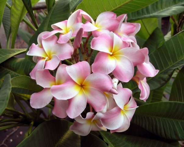Espinda