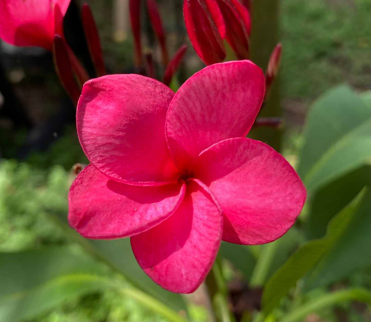 Tahitian Red