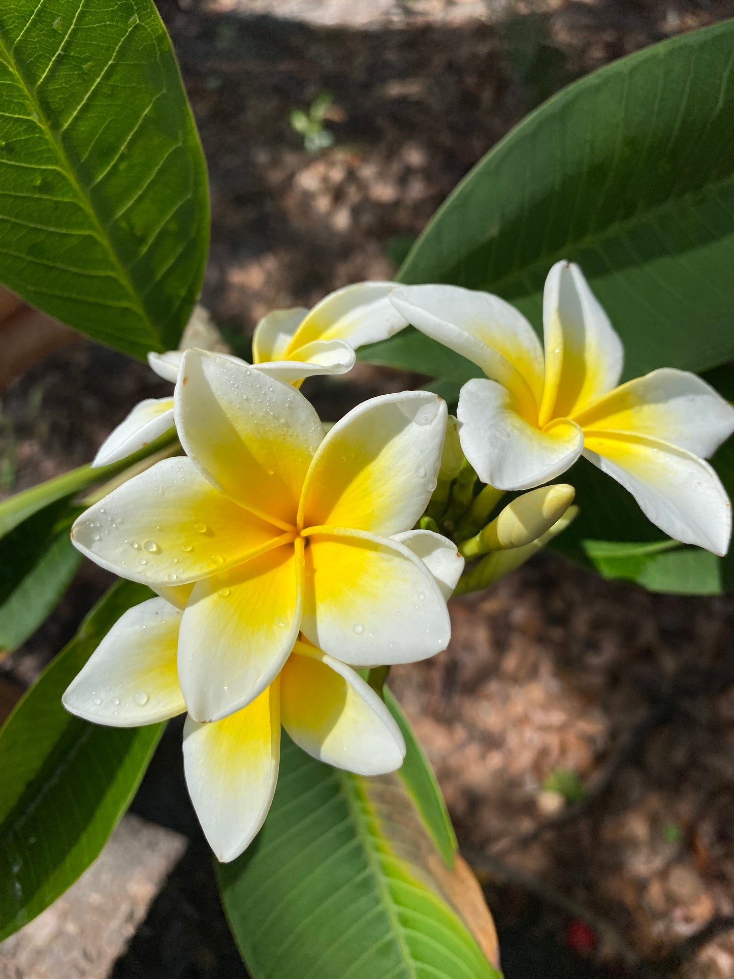 Celadine