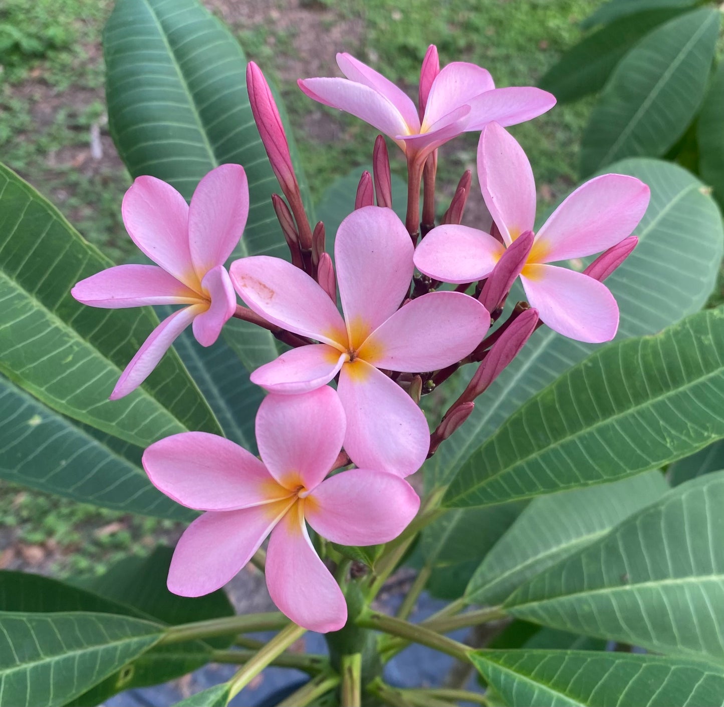 Ku'u ipo