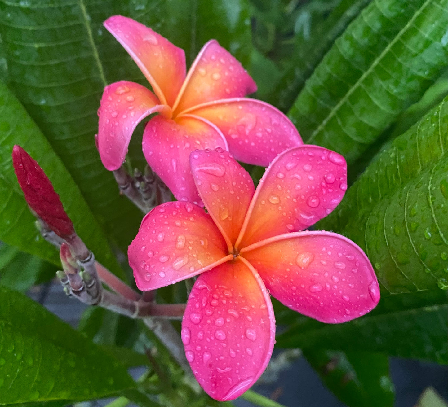 Kaneohe Sunburst