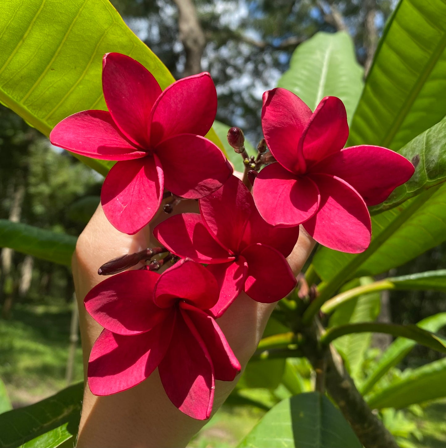 Key West Red