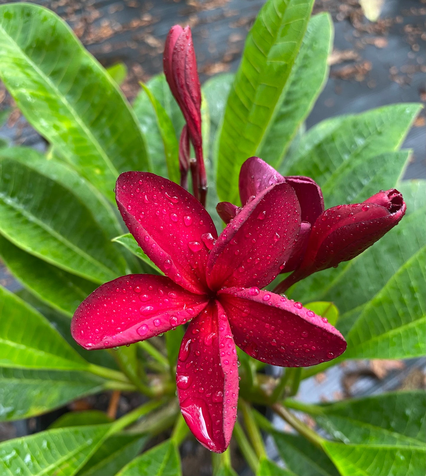 Red Jack