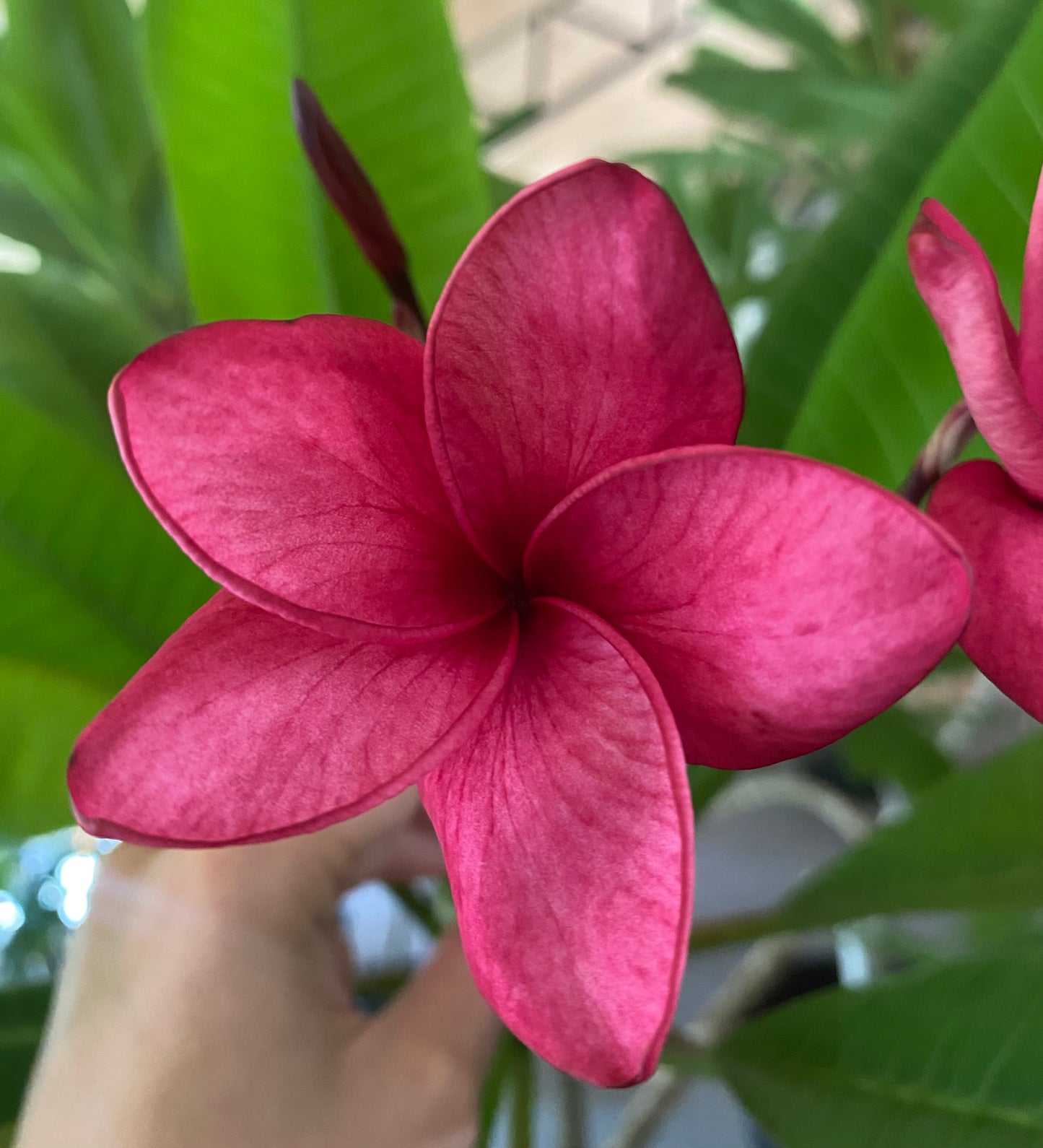 Key West Red