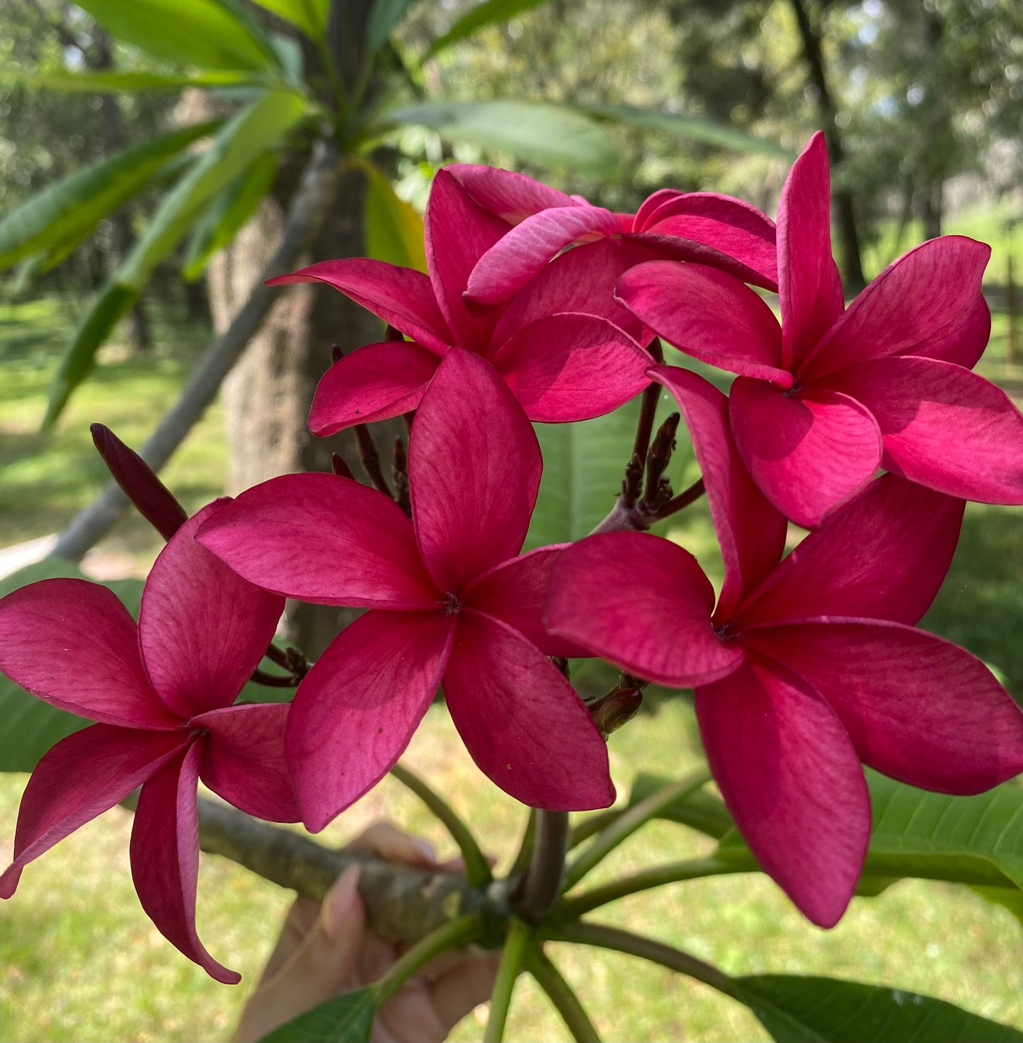 Key West Red