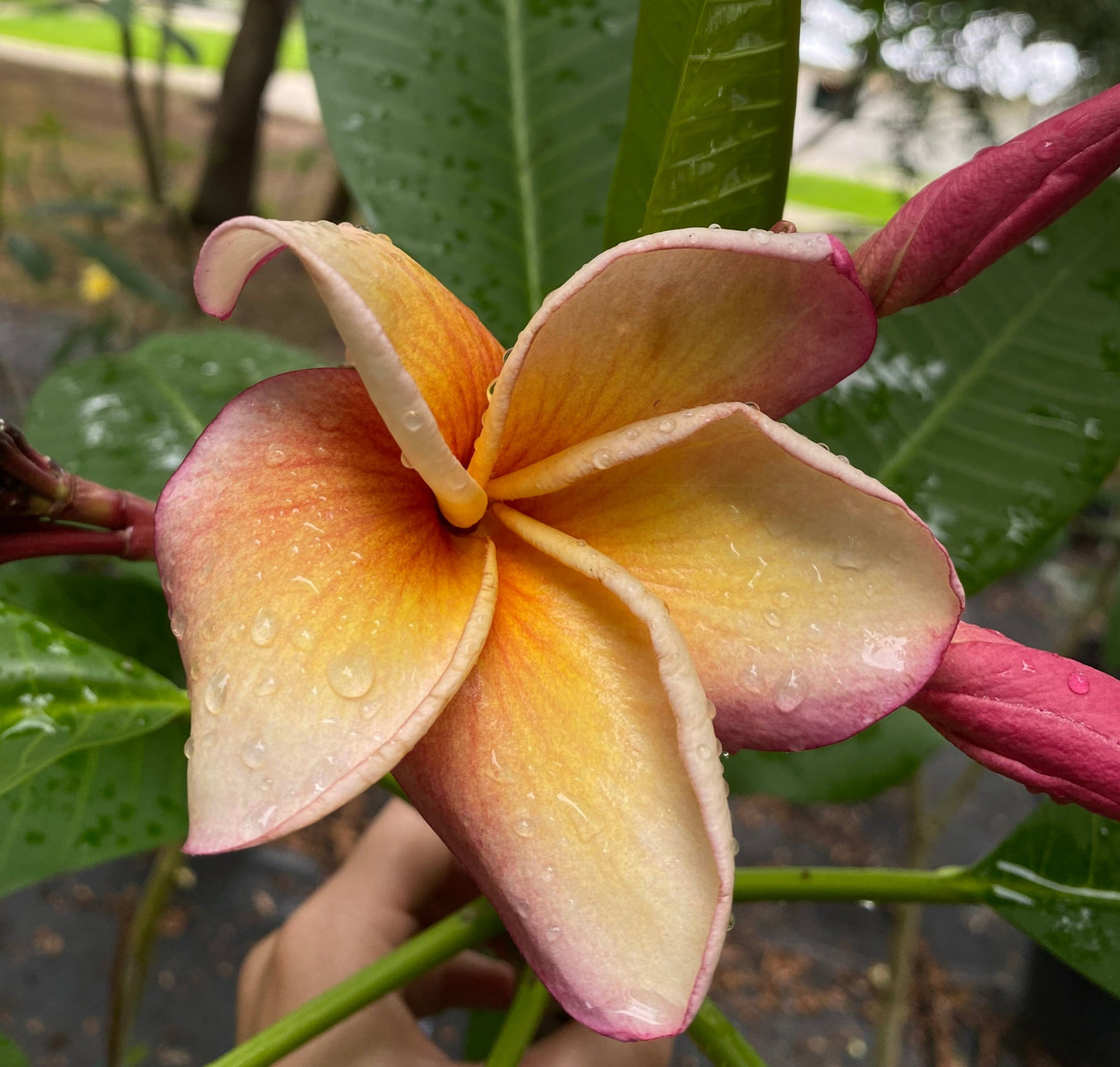 Dreamsicle