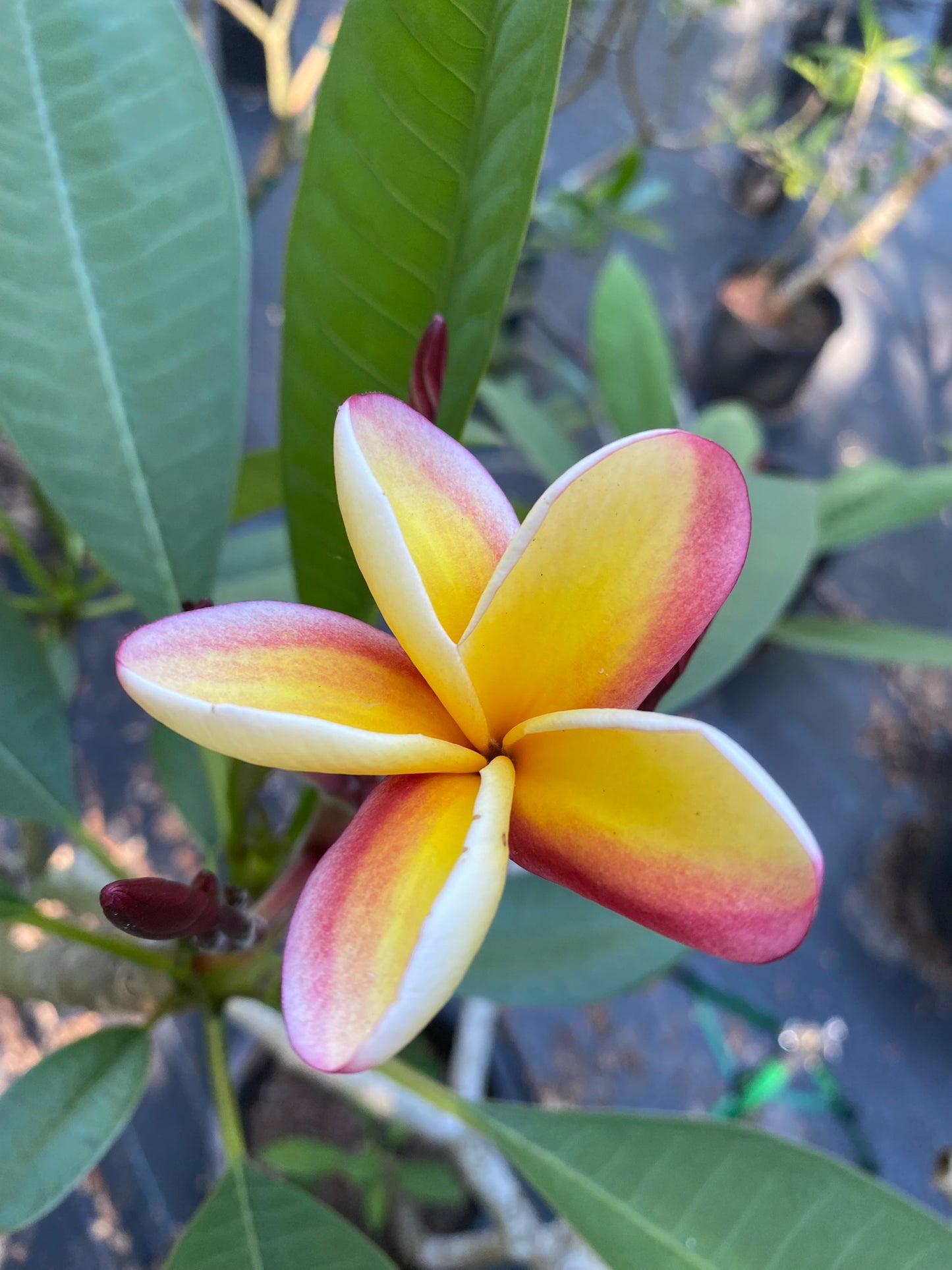 Nebels Rainbow