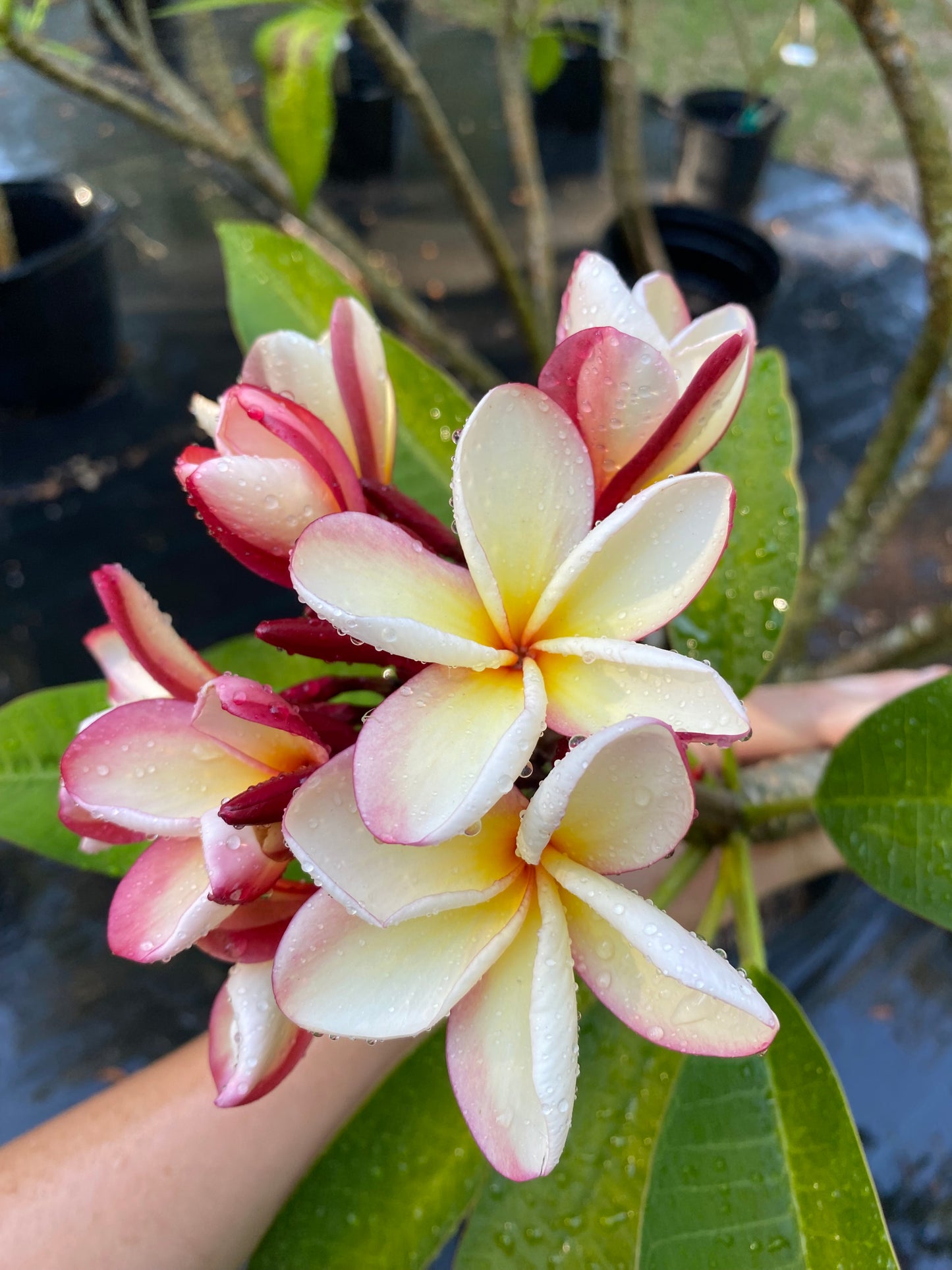 Thai Jade