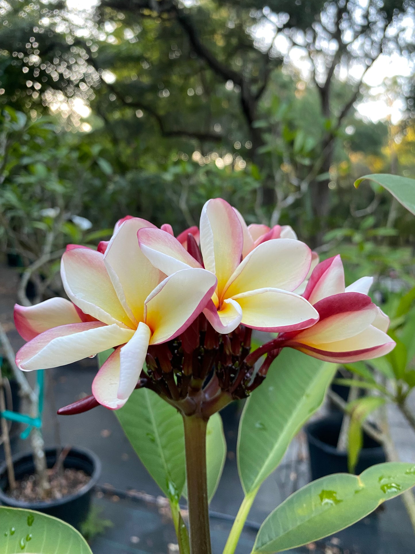 Thai Jade
