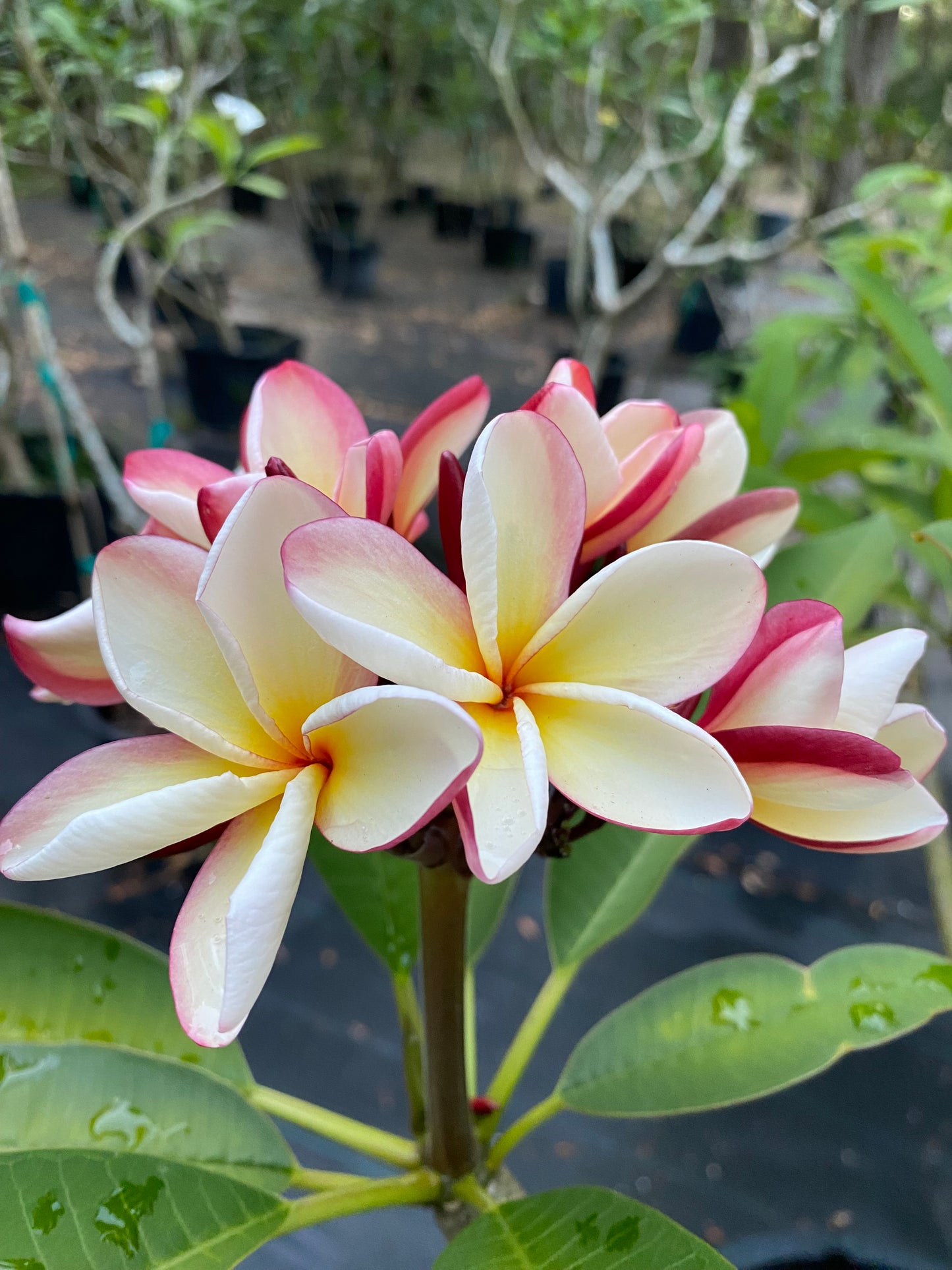 Thai Jade