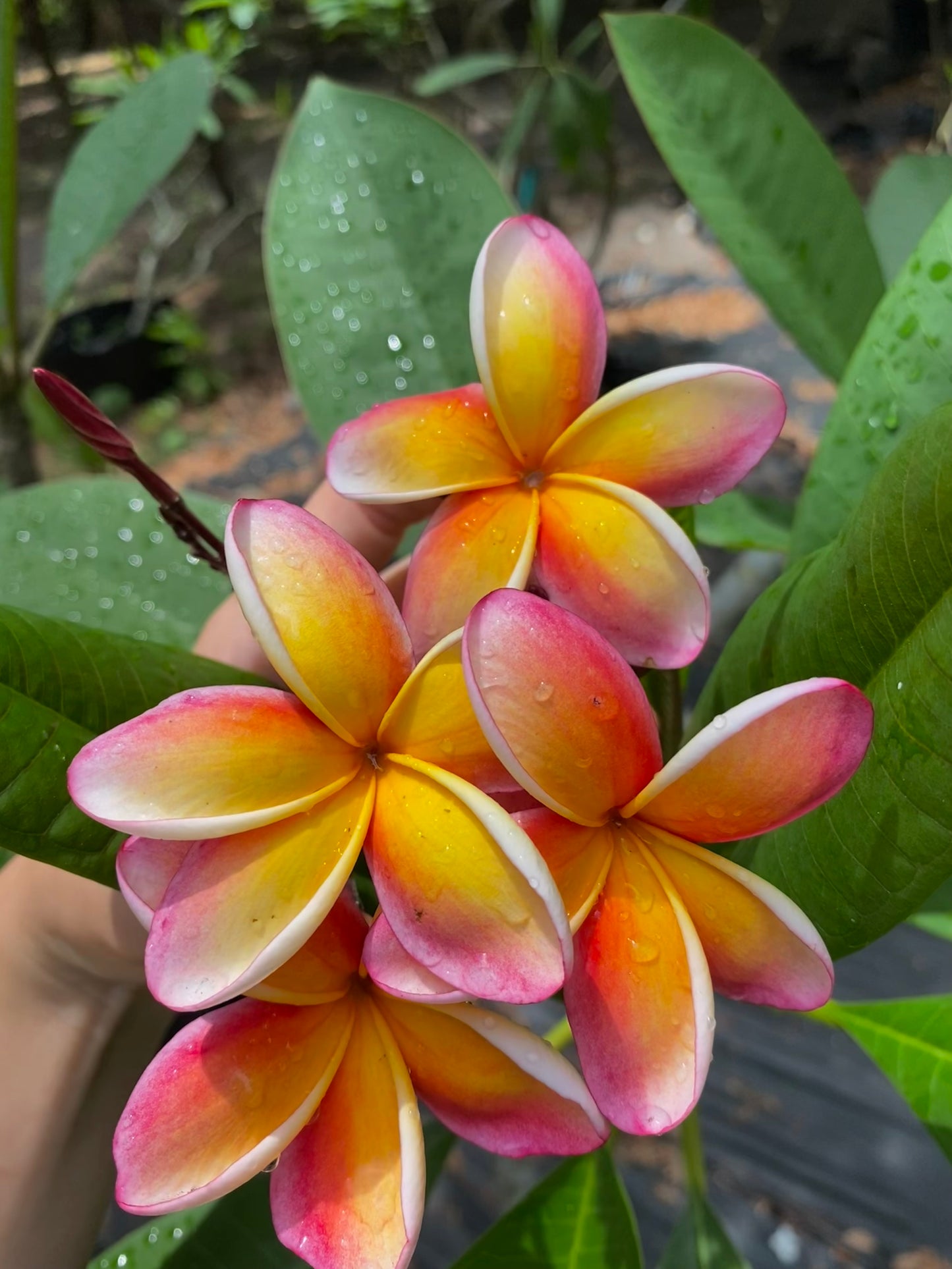 Nebels Rainbow
