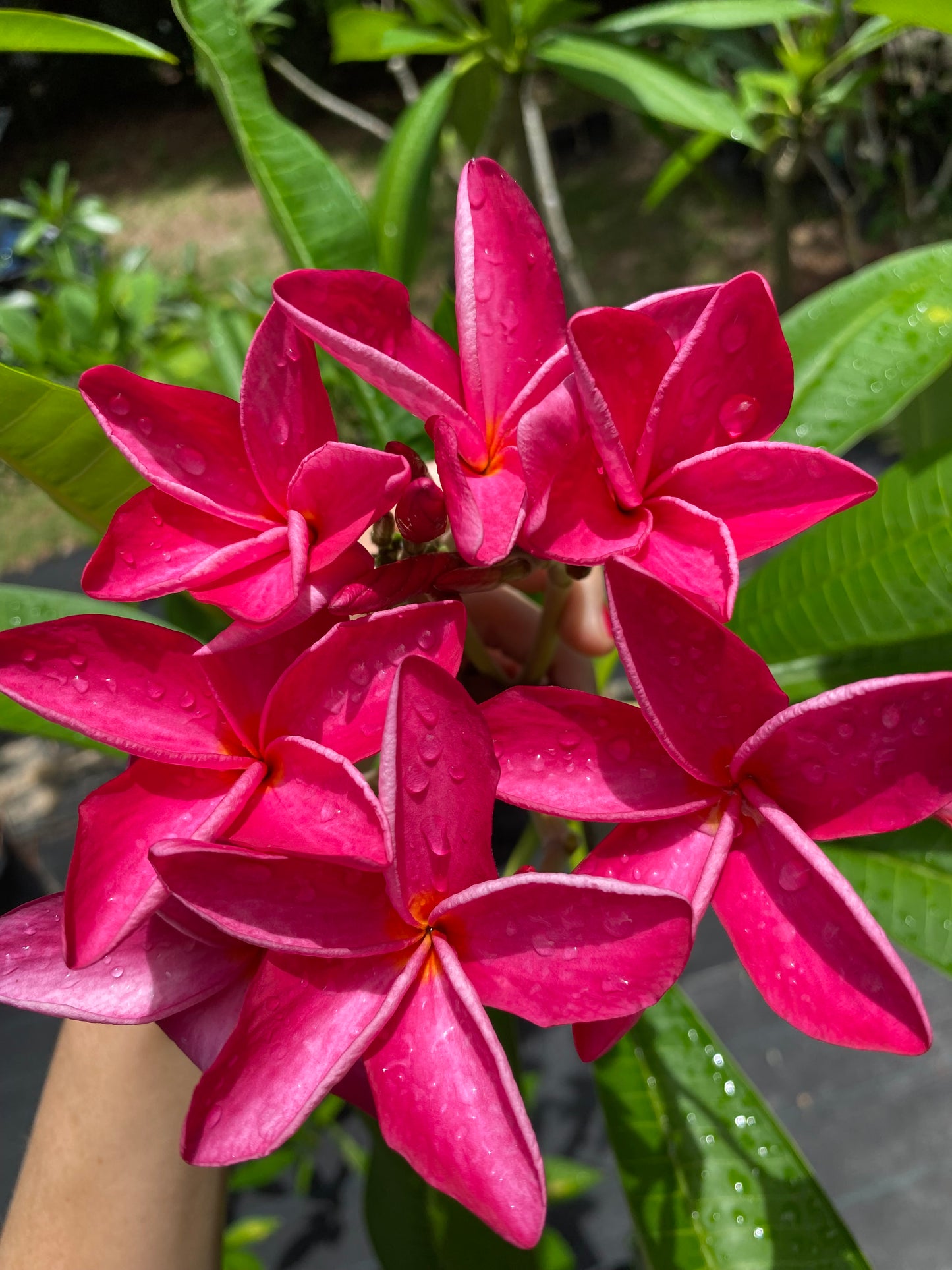 Pink Star