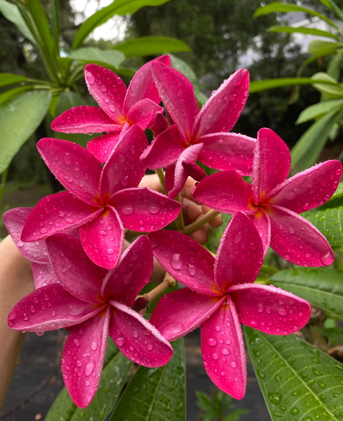 Pink Star