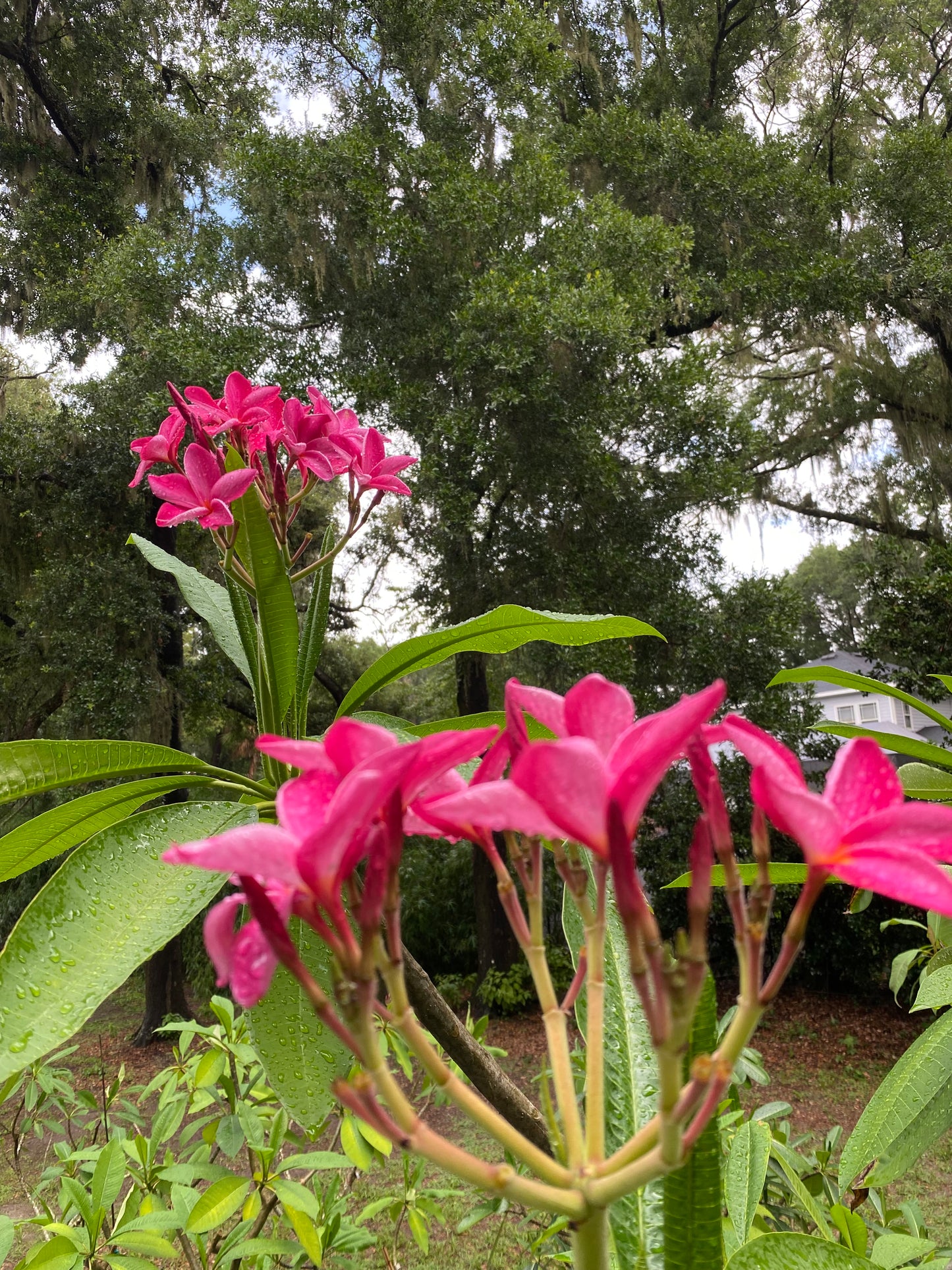 Pink Star