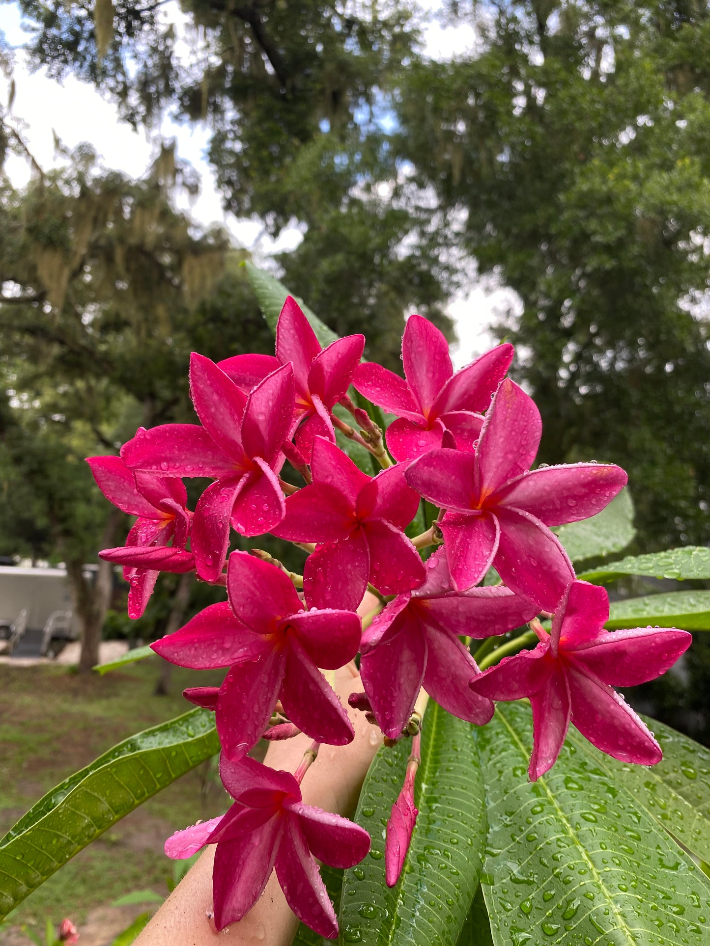 Pink Star