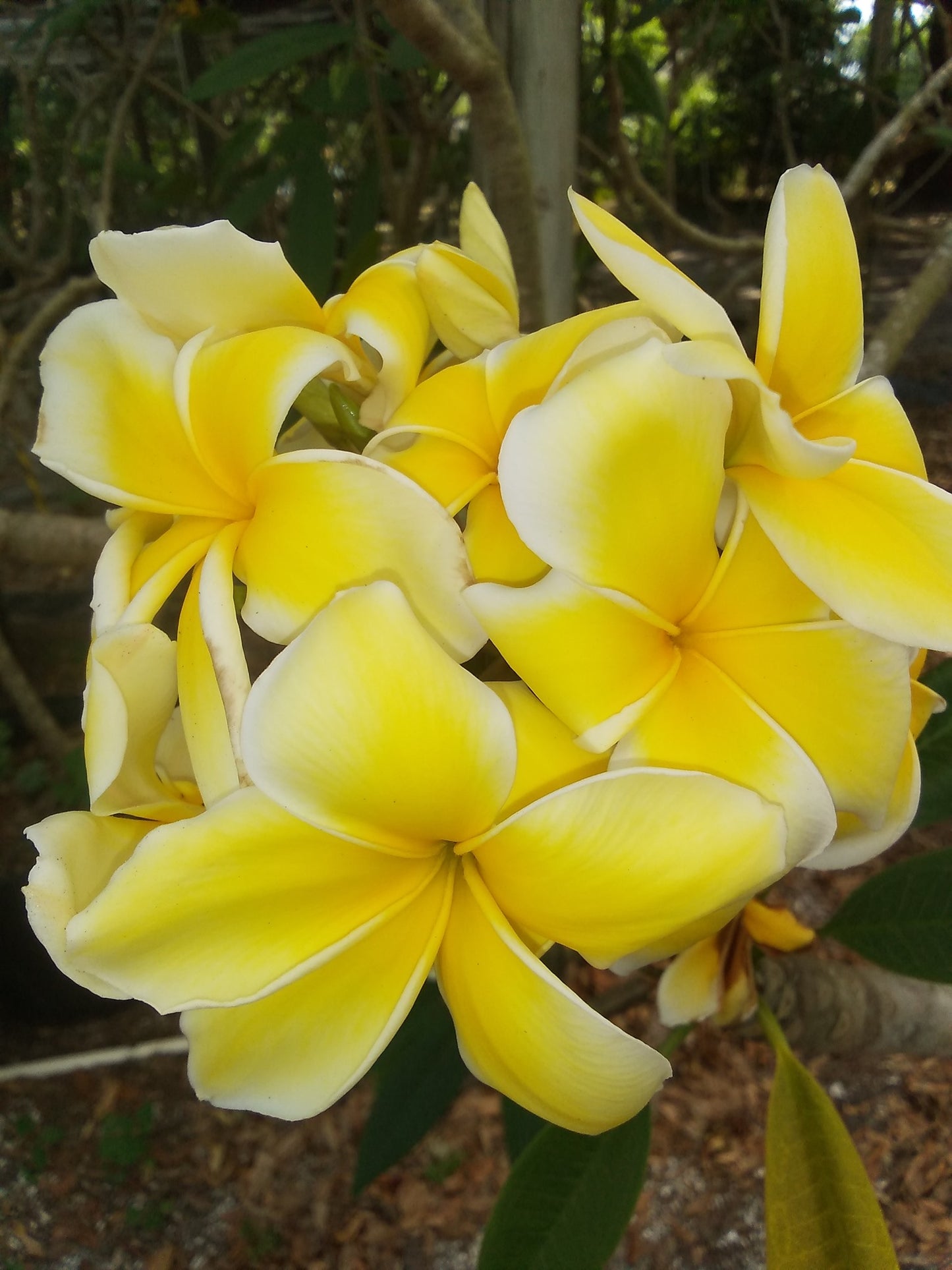 Celadine