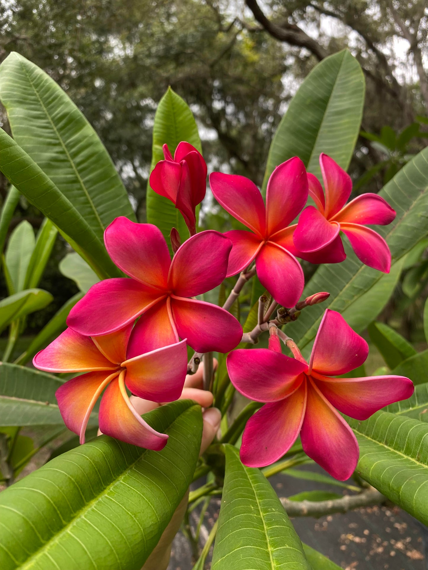 Kaneohe Sunburst