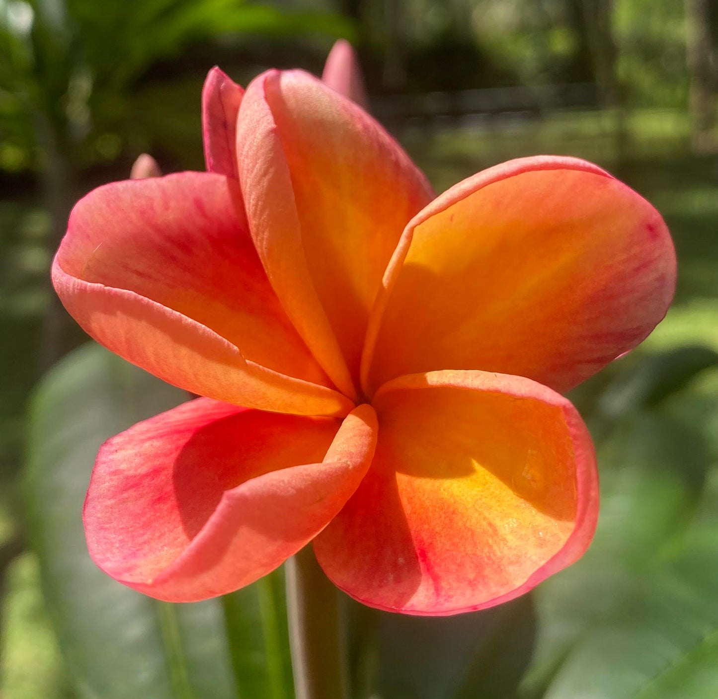 Kapalua