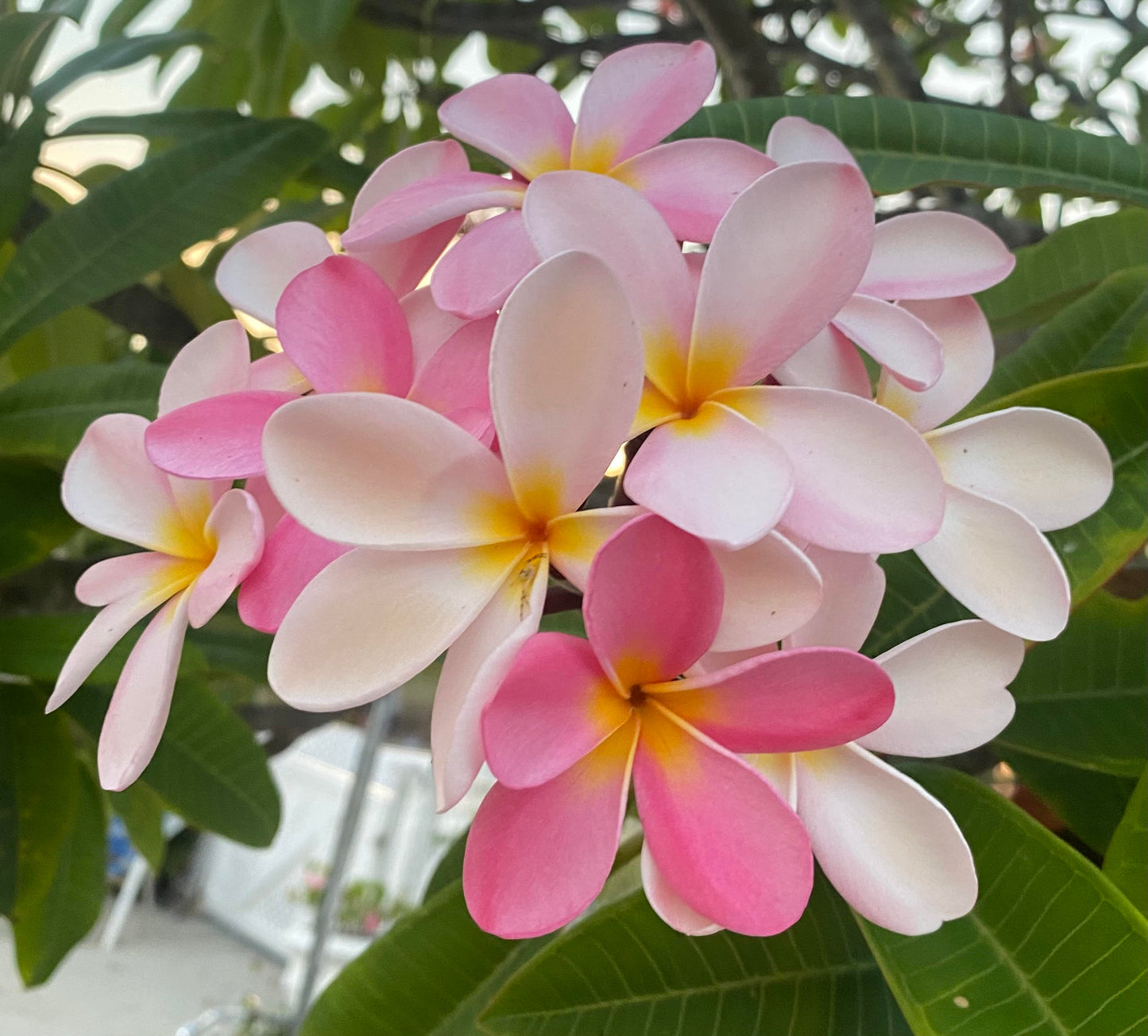 Ku'u ipo
