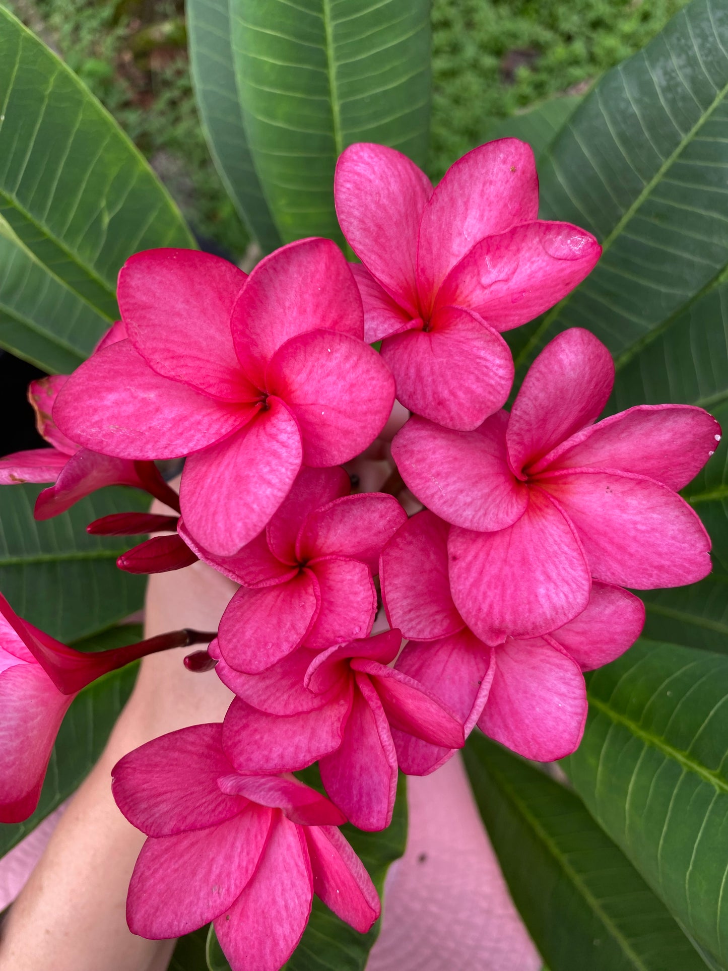 Tahitian Red