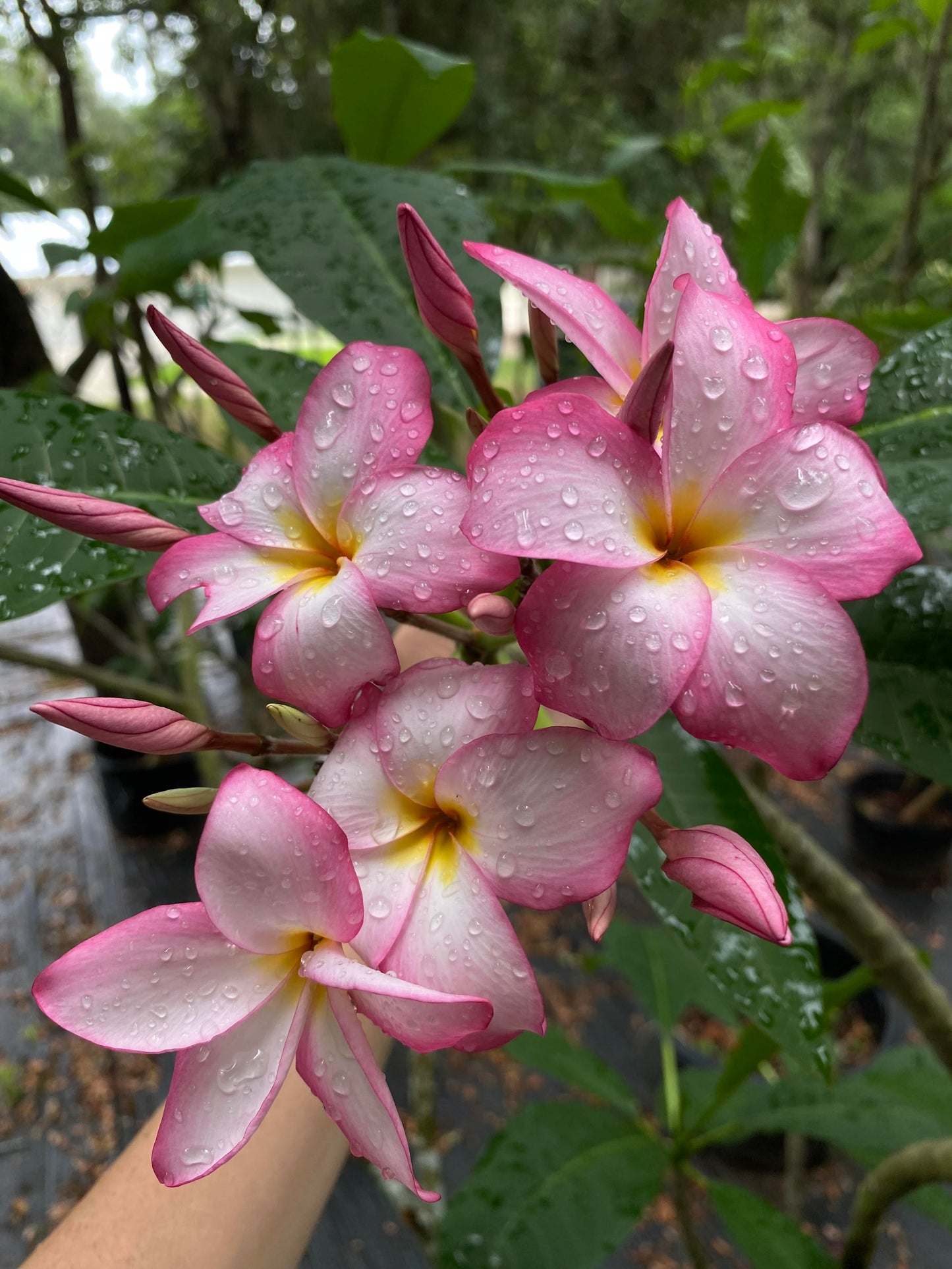 Kahela