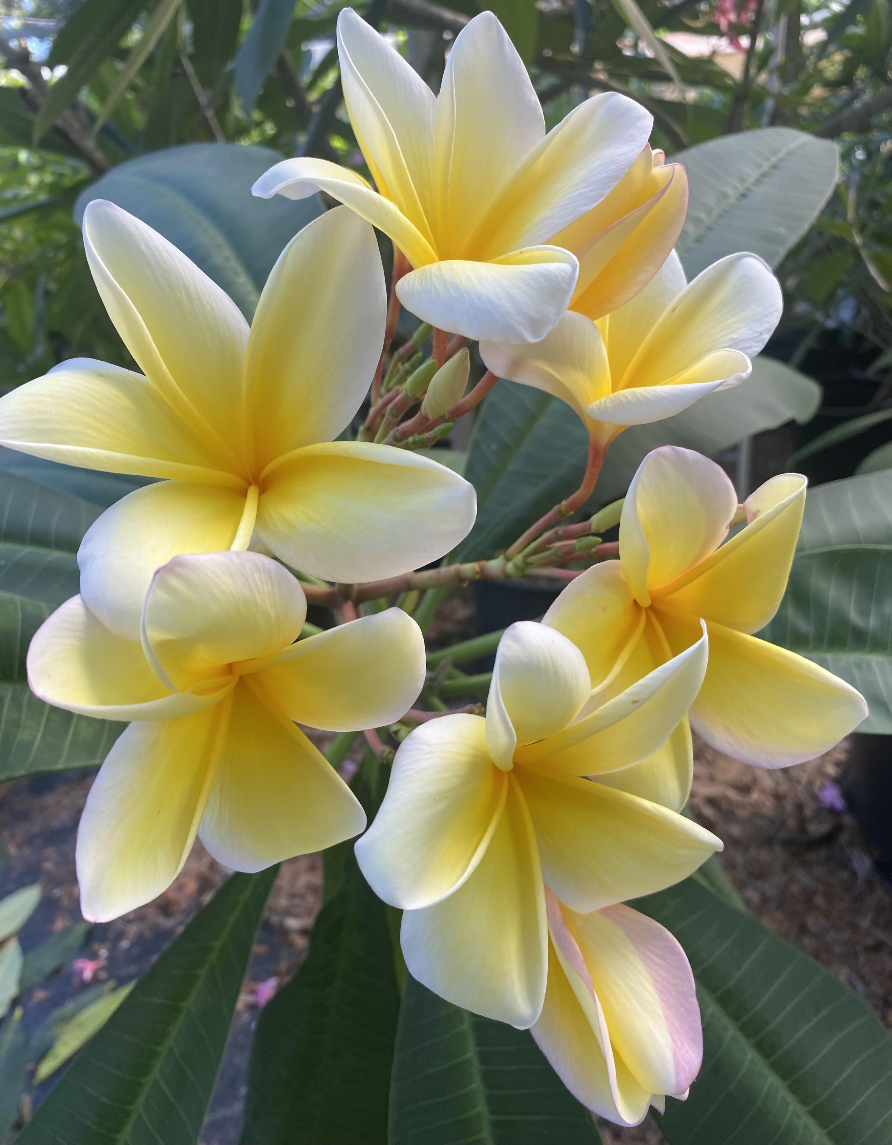 プルメリア Del Ray Peach